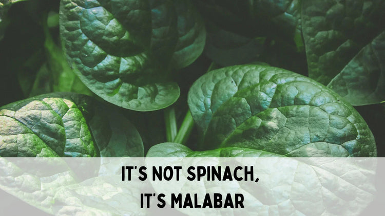 Fresh Malabar spinach used in Asian soup