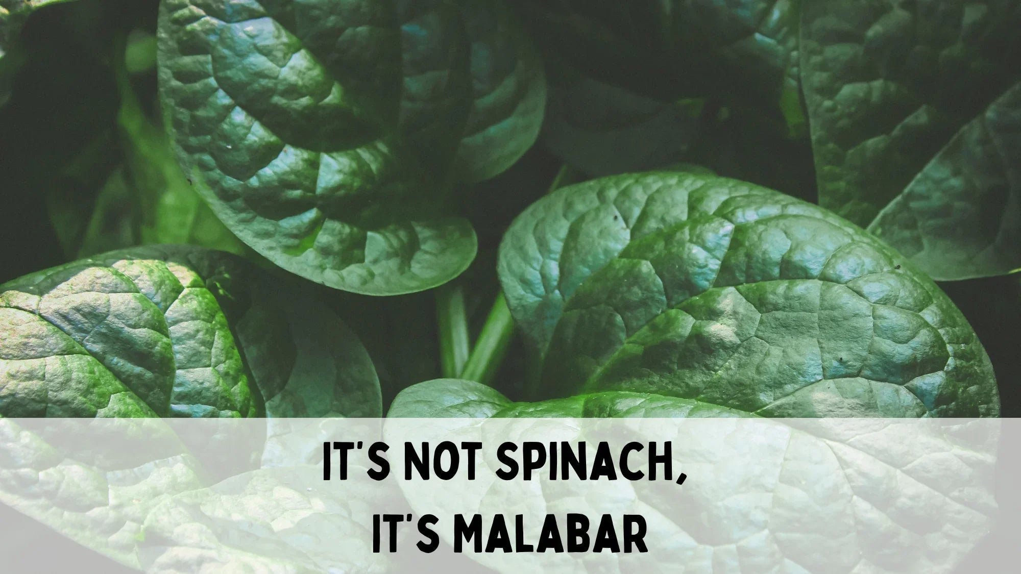Close-up of fresh Malabar spinach leaves with text overlay saying it's not spinach, it's Malabar