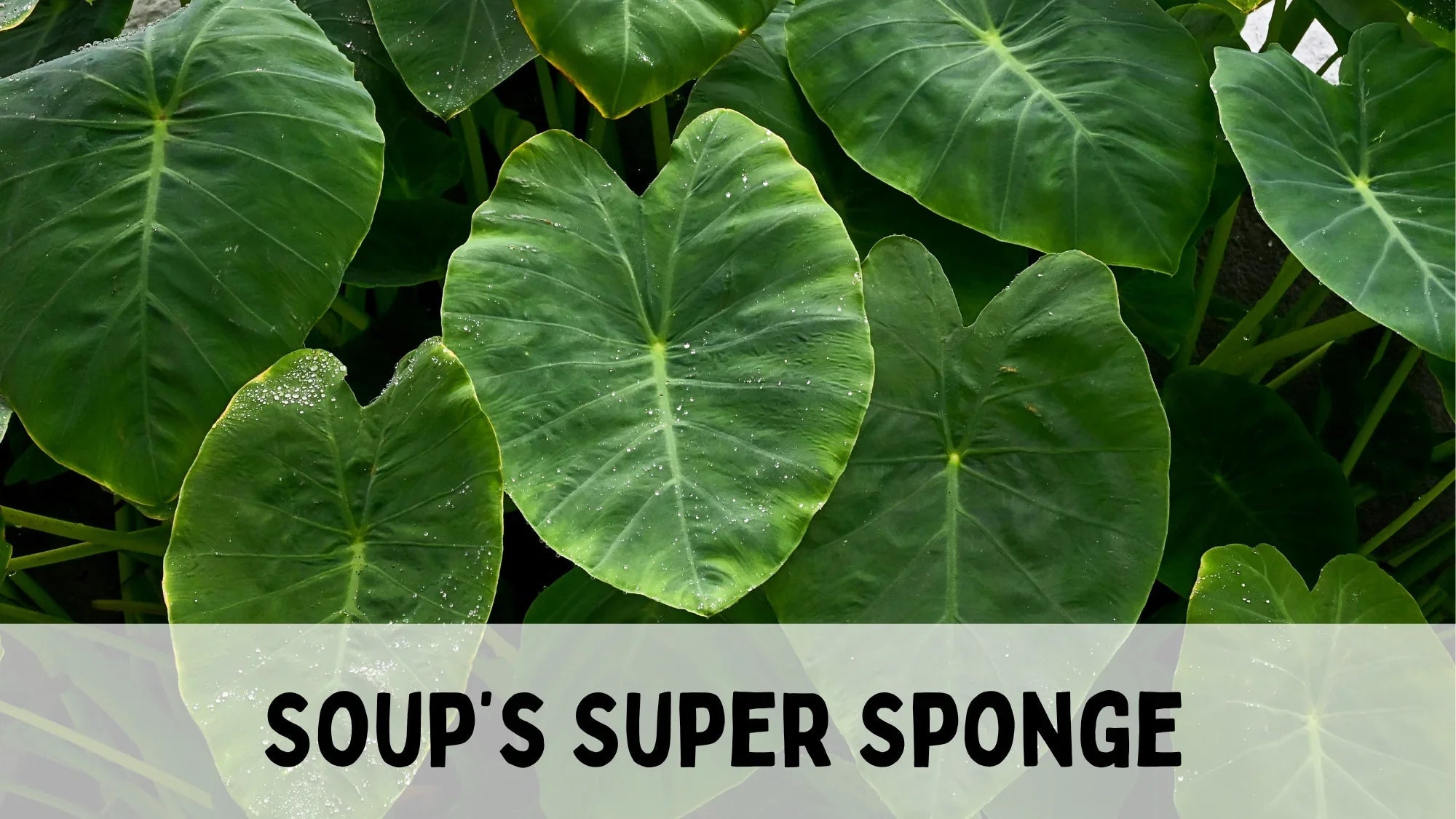 Taro stem ingredient used in Vietnamese Canh Chua soup
