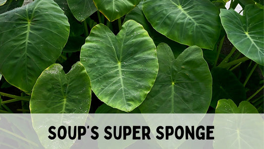 Taro stem ingredient used in Vietnamese Canh Chua soup
